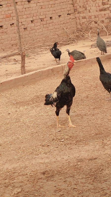 pure bengum pure burminpure Pakistan chicks available 0