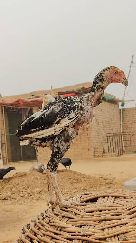 pure bengum pure burminpure Pakistan chicks available 7