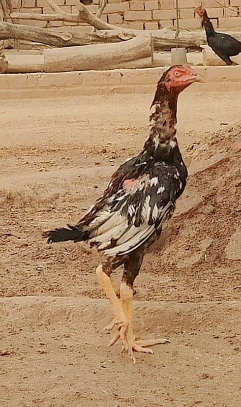 pure bengum pure burminpure Pakistan chicks available 8