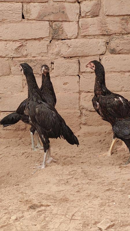 pure bengum pure burminpure Pakistan chicks available 16