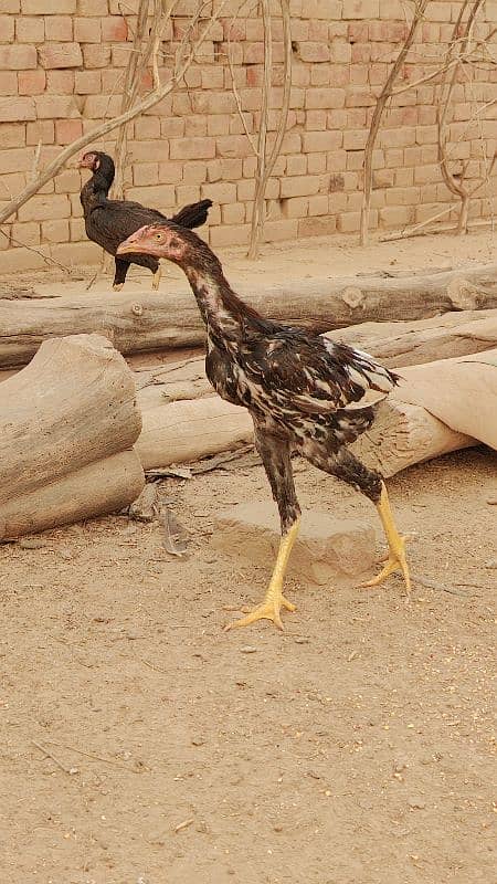 pure bengum pure burminpure Pakistan chicks available 18