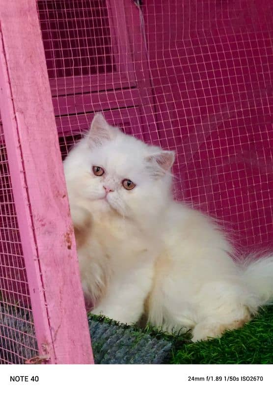 Piki / Cfa line/ bhaloo/ male kitten / kitten available for sale 2