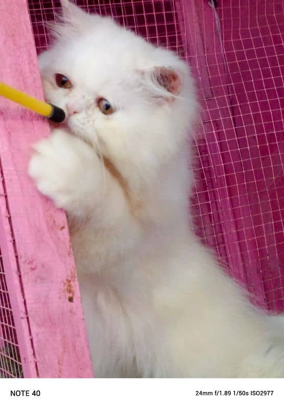 Piki / Cfa line/ bhaloo/ male kitten / kitten available for sale 3