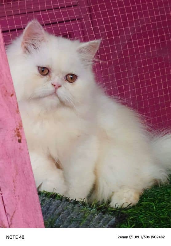 Piki / Cfa line/ bhaloo/ male kitten / kitten available for sale 5