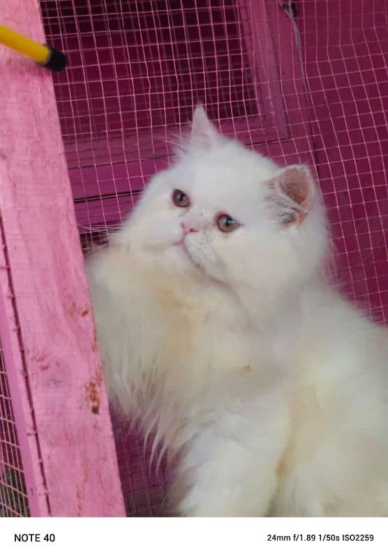 Piki / Cfa line/ bhaloo/ male kitten / kitten available for sale 6