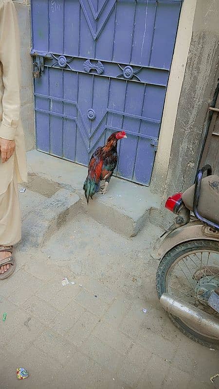 Aseel Murga and Hen For Sale 5