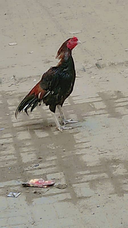 Aseel Murga and Hen For Sale 6