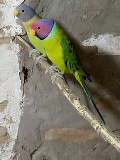 plum head parrot