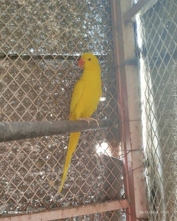 yellow ringneck 0