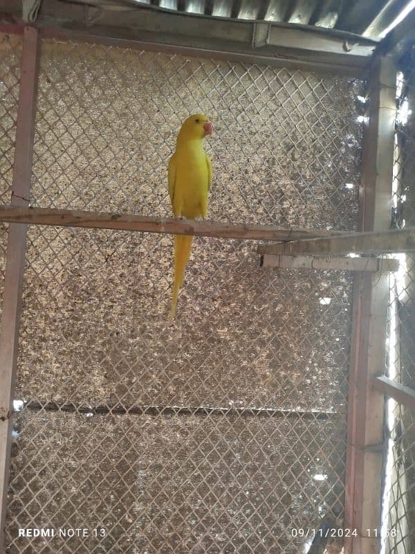 yellow ringneck 2