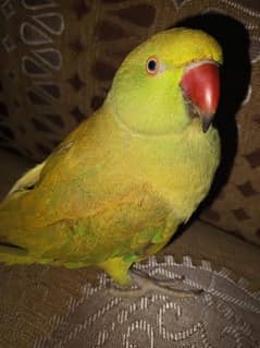 Green&Yellow Talking Parrot for Sale