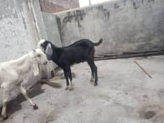 Goat Desi bakra