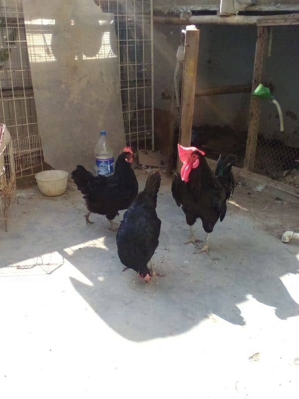 Andy dene wali Australorp available hain. 0