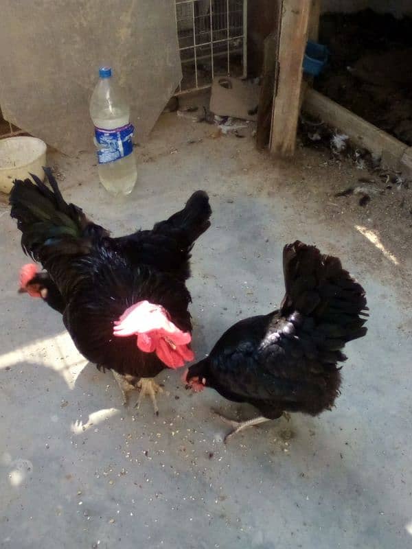 Andy dene wali Australorp available hain. 1