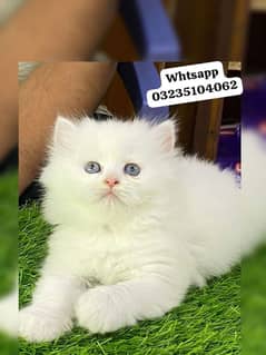 white Persian triple long coated kitten cat bebes