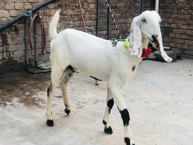 2 female goats for sale 3