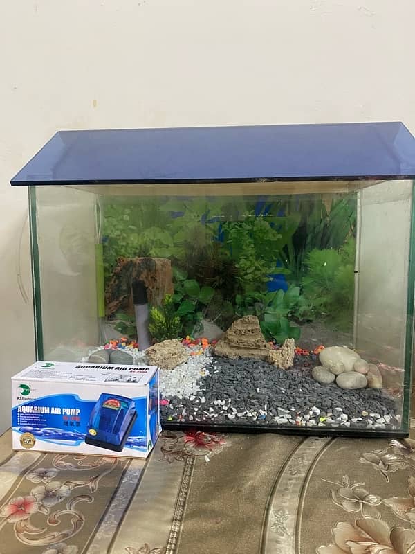 fish aquarium 0