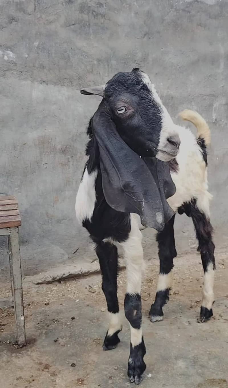 Goat | Bakri | Tedi |  Healthy | 2 dant | Teda | بکری | بکرے | khera 3