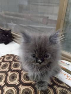 Persian Kittens for sale