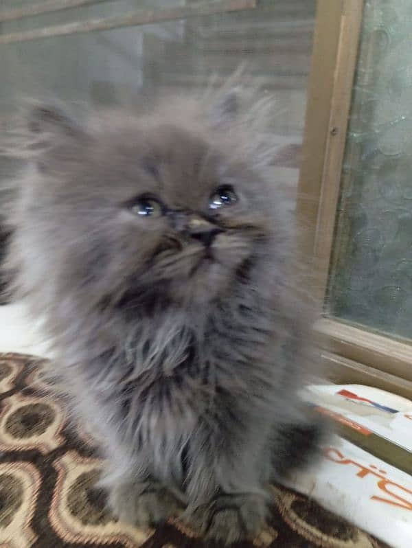 High Quality kitten/Semi punch kittens/Persian kittens/Fluffy kittens 1