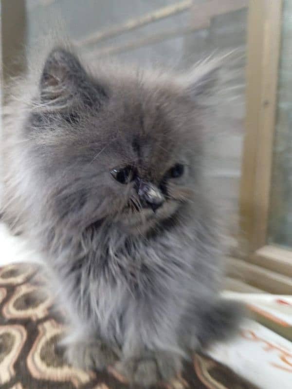 High Quality kitten/Semi punch kittens/Persian kittens/Fluffy kittens 6