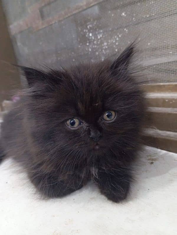 High Quality kitten/Semi punch kittens/Persian kittens/Fluffy kittens 8