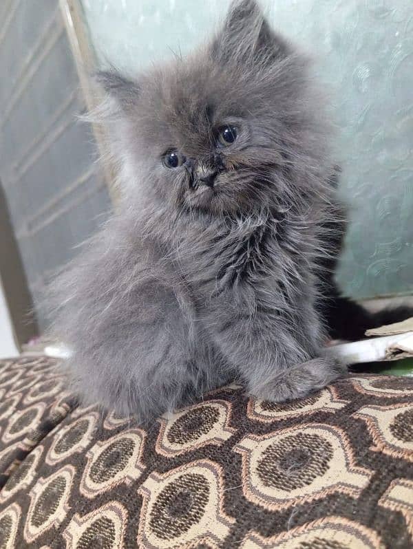 High Quality kitten/Semi punch kittens/Persian kittens/Fluffy kittens 12