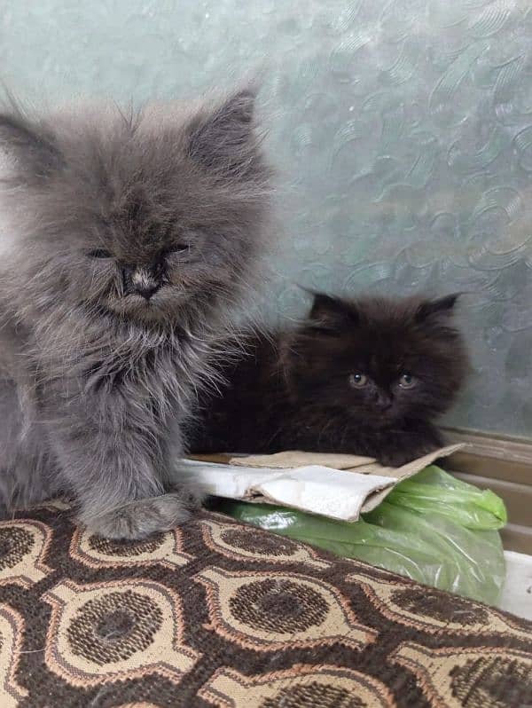 High Quality kitten/Semi punch kittens/Persian kittens/Fluffy kittens 16