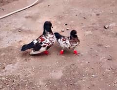 Pishori guldaar breeder pair for sale