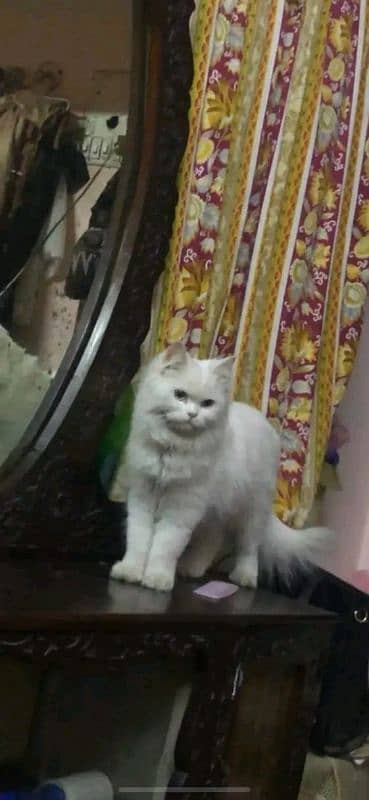 Persian cat 2