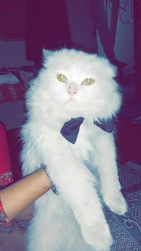 Persian cat 3