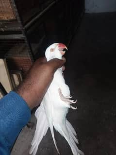 White ringneck handtame and talking