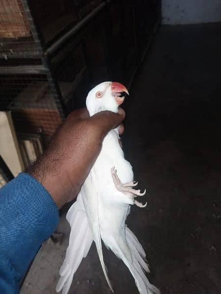 White ringneck handtame and talking 0