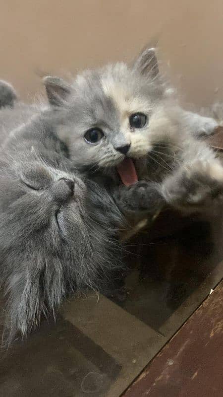 Pure Persian kittens 1