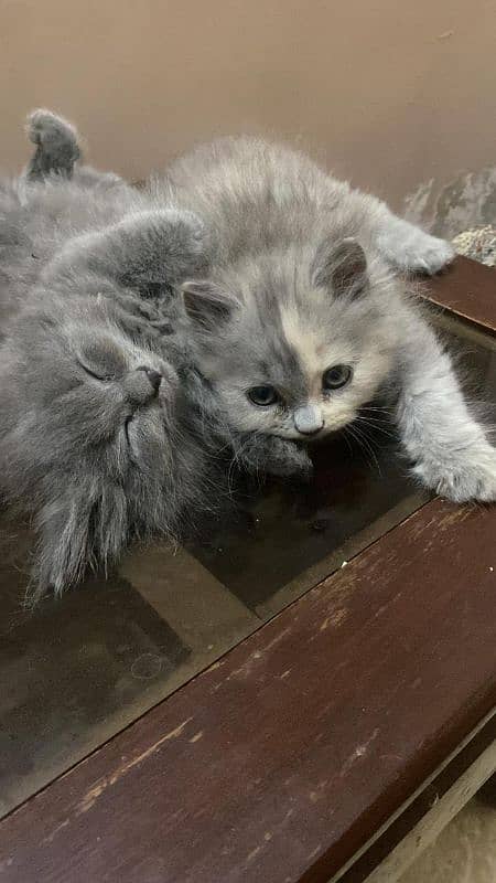 Pure Persian kittens 2