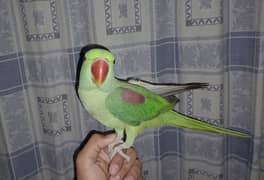 Pahari parrot