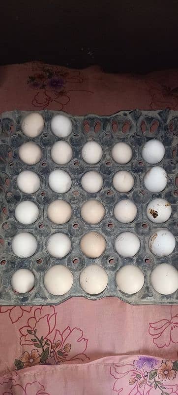 03120822958. Fancy Breadr Pair Active Healthy Eggs Laing For sale 8