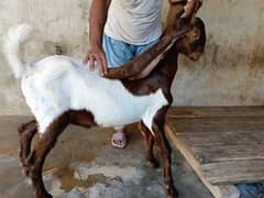 Bakray Ghar ke Palay hue Kamori Desi Vaccinated