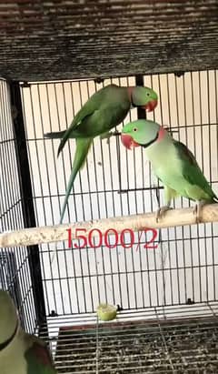 Raw parrots talking no bite