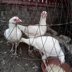 paper white heera female . 2cross ho rhe ha