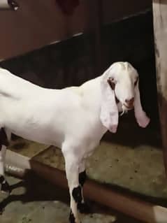 Goat for Sale. phone No. 03442042340