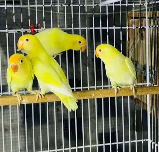 Eno cocktail Albino blue green  Latino  love birds parrots and cagea 1