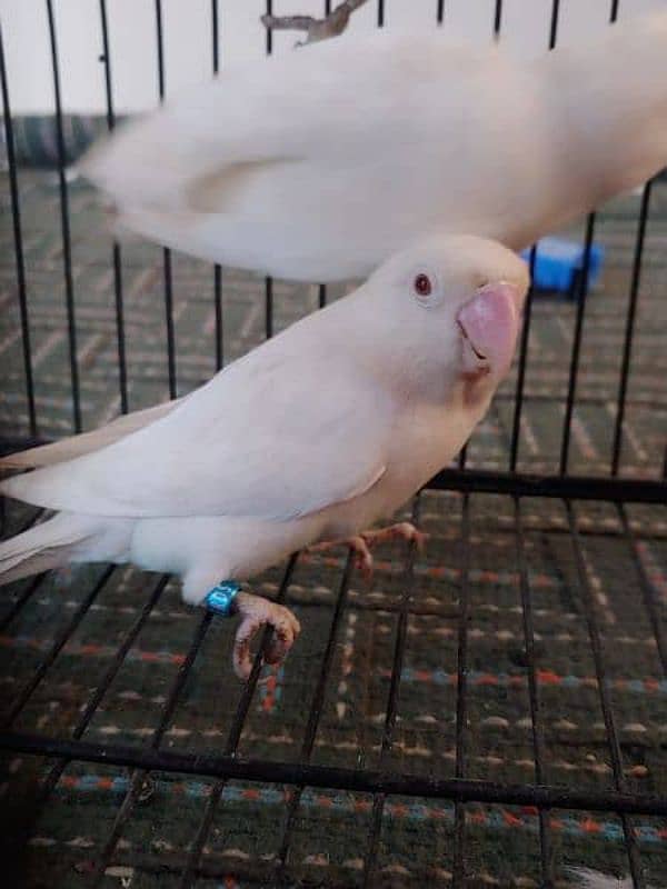 Eno cocktail Albino blue green  Latino  love birds parrots and cagea 3