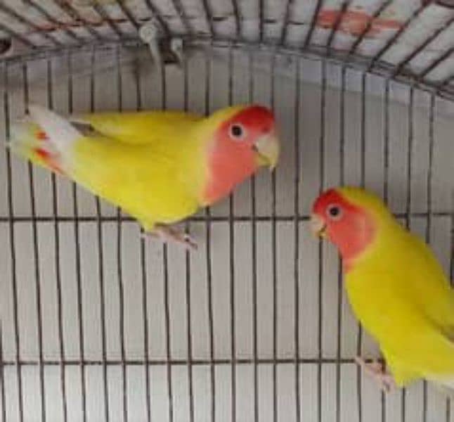 Eno cocktail Albino blue green  Latino  love birds parrots and cagea 5