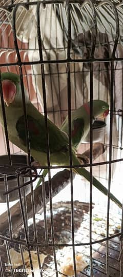 raw parrot for sale