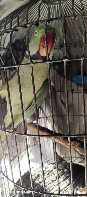 raw parrot for sale 1