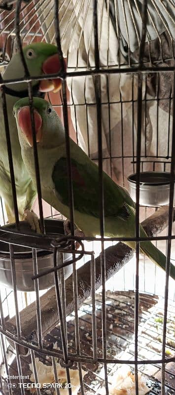 raw parrot for sale 2