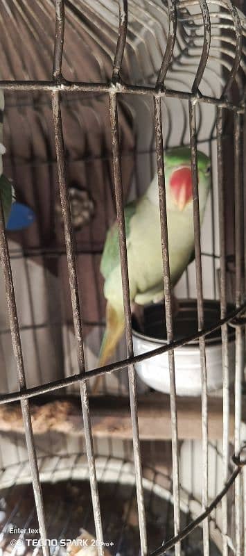 raw parrot for sale 3