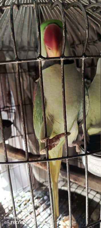 raw parrot for sale 4