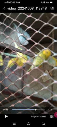 Budgies